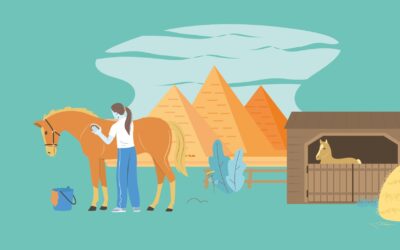 Tara Aldwin ventures on an eye-opening volunteer trip to save equines in Egypt